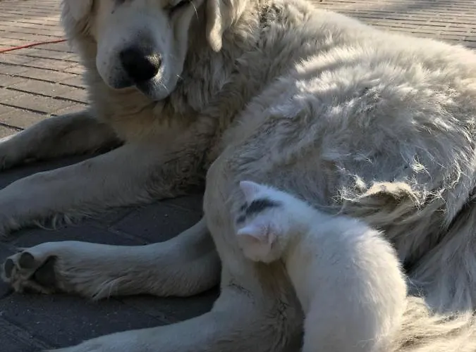 农家乐 Nad Stawami Szemud